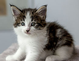 Wildfee's Norwegische Waldkatzen Wildfee's Baba-Jaga - 6 Wochen alt