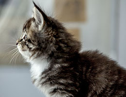 Wildfee's Norwegische Waldkatzen Wildfee's Balerion - 6 Wochen alt