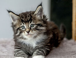 Wildfee's Norwegische Waldkatzen Wildfee's Balerion - 6 Wochen alt