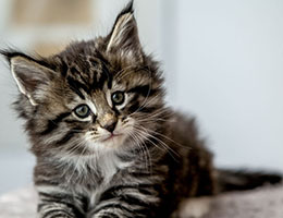 Wildfee's Norwegische Waldkatzen Wildfee's Balerion - 6 Wochen alt