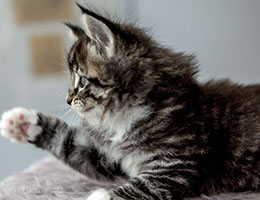 Wildfee's Norwegische Waldkatzen Wildfee's Balerion - 6 Wochen alt