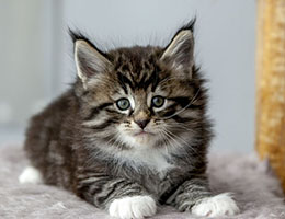 Wildfee's Norwegische Waldkatzen Wildfee's Balerion - 6 Wochen alt