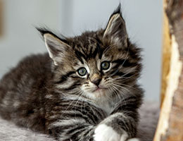 Wildfee's Norwegische Waldkatzen Wildfee's Balerion - 6 Wochen alt