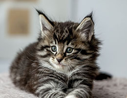 Wildfee's Norwegische Waldkatzen Wildfee's Balerion - 6 Wochen alt