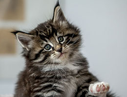 Wildfee's Norwegische Waldkatzen Wildfee's Balerion - 6 Wochen alt