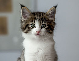 Wildfee's Norwegische Waldkatzen Wildfee's Barathea - 6 Wochen alt