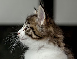 Wildfee's Norwegische Waldkatzen Wildfee's Barathea - 6 Wochen alt