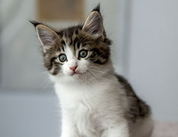 Wildfee's Norwegische Waldkatzen Wildfee's Barathea - 6 Wochen alt