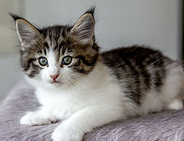 Wildfee's Norwegische Waldkatzen Wildfee's Barathea - 6 Wochen alt