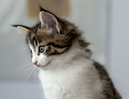 Wildfee's Norwegische Waldkatzen Wildfee's Barathea - 6 Wochen alt