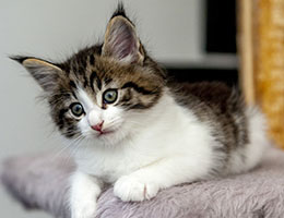 Wildfee's Norwegische Waldkatzen Wildfee's Barathea - 6 Wochen alt