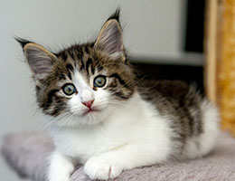 Wildfee's Norwegische Waldkatzen Wildfee's Barathea - 6 Wochen alt