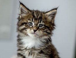 Wildfee's Norwegische Waldkatzen Wildfee's Brienne - 6 Wochen alt