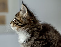 Wildfee's Norwegische Waldkatzen Wildfee's Brienne - 6 Wochen alt