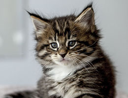 Wildfee's Norwegische Waldkatzen Wildfee's Brienne - 6 Wochen alt