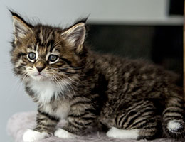 Wildfee's Norwegische Waldkatzen Wildfee's Brienne - 6 Wochen alt