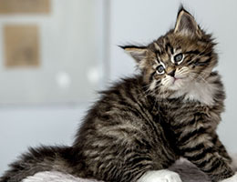 Wildfee's Norwegische Waldkatzen Wildfee's Brienne - 6 Wochen alt