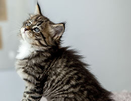 Wildfee's Norwegische Waldkatzen Wildfee's Brienne - 6 Wochen alt