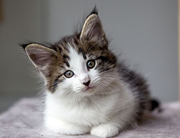 Wildfee's Norwegische Waldkatzen Wildfee's Baba-Jaga - 7 Wochen alt