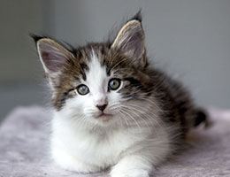 Wildfee's Norwegische Waldkatzen Wildfee's Baba-Jaga - 7 Wochen alt