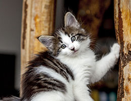 Wildfee's Norwegische Waldkatzen Wildfee's Baba-Jaga - 7 Wochen alt