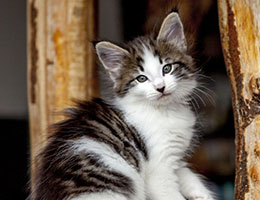 Wildfee's Norwegische Waldkatzen Wildfee's Baba-Jaga - 7 Wochen alt