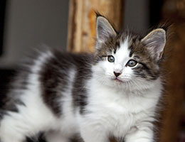 Wildfee's Norwegische Waldkatzen Wildfee's Baba-Jaga - 7 Wochen alt