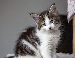 Wildfee's Norwegische Waldkatzen Wildfee's Baba-Jaga - 7 Wochen alt