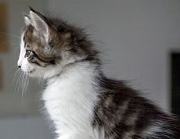 Wildfee's Norwegische Waldkatzen Wildfee's Baba-Jaga - 7 Wochen alt