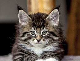 Wildfee's Norwegische Waldkatzen Wildfee's Balerion - 7 Wochen alt