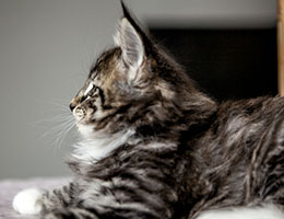 Wildfee's Norwegische Waldkatzen Wildfee's Balerion - 7 Wochen alt