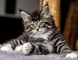 Wildfee's Norwegische Waldkatzen Wildfee's Balerion - 7 Wochen alt