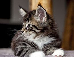 Wildfee's Norwegische Waldkatzen Wildfee's Balerion - 7 Wochen alt