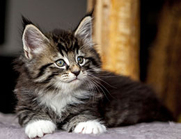 Wildfee's Norwegische Waldkatzen Wildfee's Balerion - 7 Wochen alt