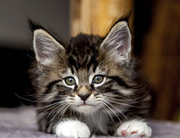 Wildfee's Norwegische Waldkatzen Wildfee's Balerion - 7 Wochen alt