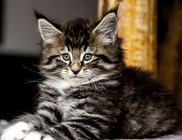 Wildfee's Norwegische Waldkatzen Wildfee's Balerion - 7 Wochen alt