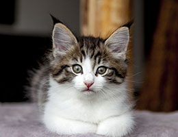 Wildfee's Norwegische Waldkatzen Wildfee's Barathea - 7 Wochen alt