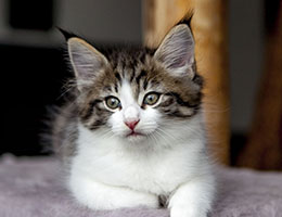 Wildfee's Norwegische Waldkatzen Wildfee's Barathea - 7 Wochen alt