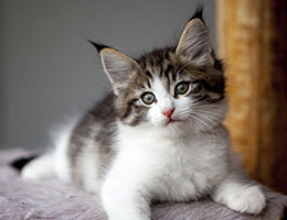 Wildfee's Norwegische Waldkatzen Wildfee's Barathea - 7 Wochen alt