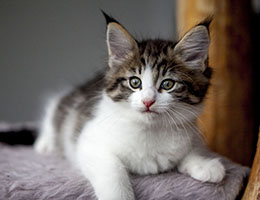 Wildfee's Norwegische Waldkatzen Wildfee's Barathea - 7 Wochen alt