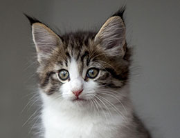 Wildfee's Norwegische Waldkatzen Wildfee's Barathea - 7 Wochen alt