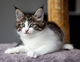 Wildfee's Norwegische Waldkatzen Wildfee's Barathea - 7 Wochen alt