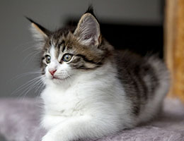 Wildfee's Norwegische Waldkatzen Wildfee's Barathea - 7 Wochen alt