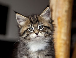 Wildfee's Norwegische Waldkatzen Wildfee's Brienne - 7 Wochen alt