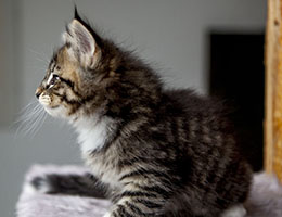 Wildfee's Norwegische Waldkatzen Wildfee's Brienne - 7 Wochen alt