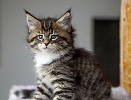 Wildfee's Norwegische Waldkatzen Wildfee's Brienne - 7 Wochen alt