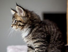 Wildfee's Norwegische Waldkatzen Wildfee's Brienne - 7 Wochen alt