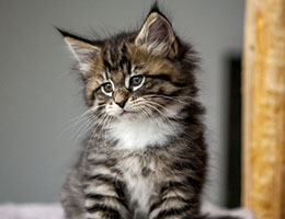 Wildfee's Norwegische Waldkatzen Wildfee's Brienne - 7 Wochen alt