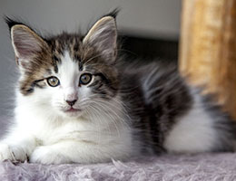 Wildfee's Norwegische Waldkatzen Wildfee's Baba-Jaga - 8 Wochen alt