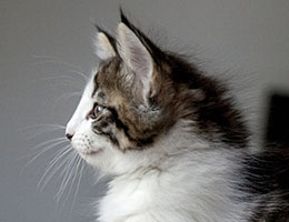 Wildfee's Norwegische Waldkatzen Wildfee's Baba-Jaga - 8 Wochen alt